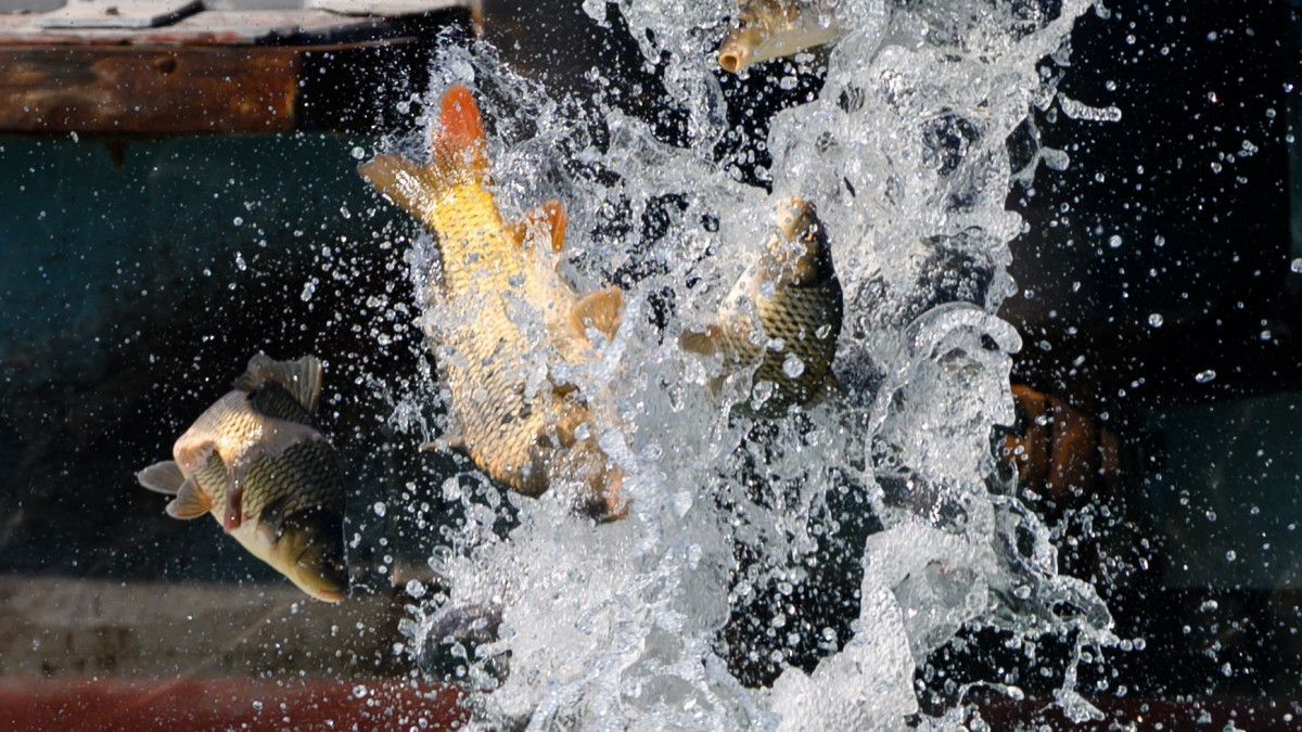 A Balatoni Halgazdálkodási Nonprofit Zrt. munkatársai a halak és halőrök napjához kapcsolódóan látványtelepítést végeznek Tihany közelében 2022. március 22-én.