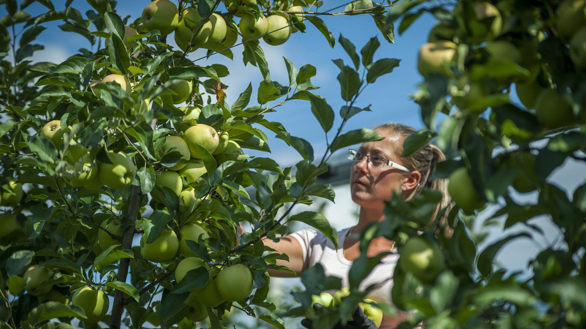 Egy munkás golden almát szed a Bold-Agro Kft. almáskertjében, Derecske határában 2015. szeptember 9-én.