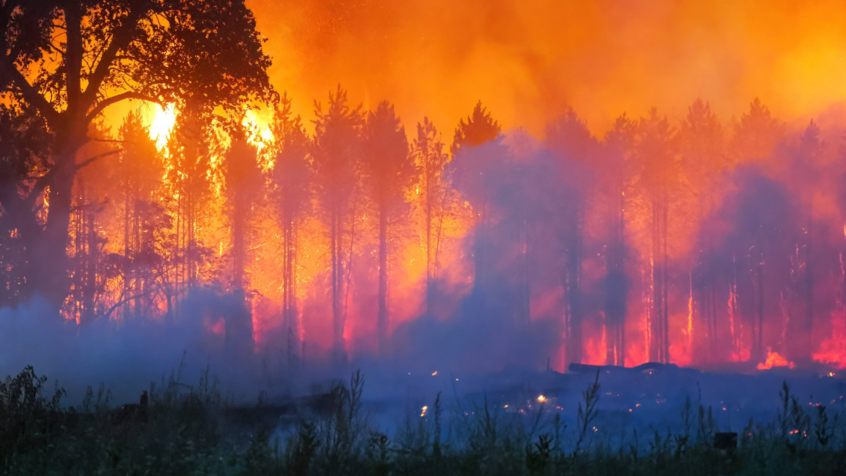 Tűzoltók oltják 2022. július 13-án az Izsák és Soltszentimre közötti erdőben délután keletkezett tüzet. Mintegy ötven hektáron égett részben az aljnövényzet, részben a fák koronája. Személyi sérülésről nem érkezett információ.