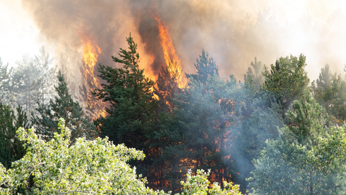 Ég az erdő Kiskunhalas külterületén 2022. július 21-én. Több mint száz tűzoltó oltja a lángokat Kiskunhalas külterületén, ahol mintegy kétszáz hektáron ég a fenyves és vegyes erdő - közölte a katasztrófavédelem ezen a napon este.