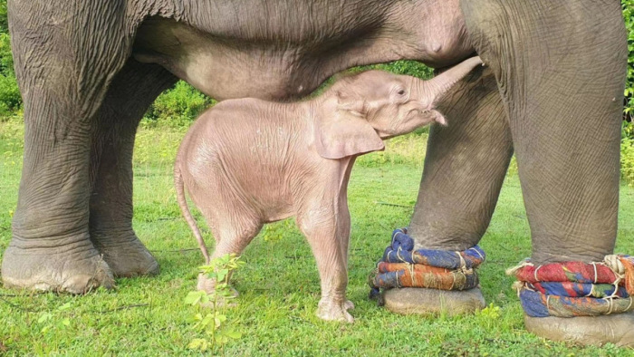 Ritkaságszámba menő fehér elefánt született Mianmarban