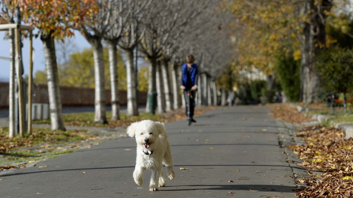 Egy kutya fut a budai Várban található Tóth Árpád sétányon 2015. november 12-én. Ezen a napon a fővárosban 20 Celsius-fok körüli hőmérséklet volt.