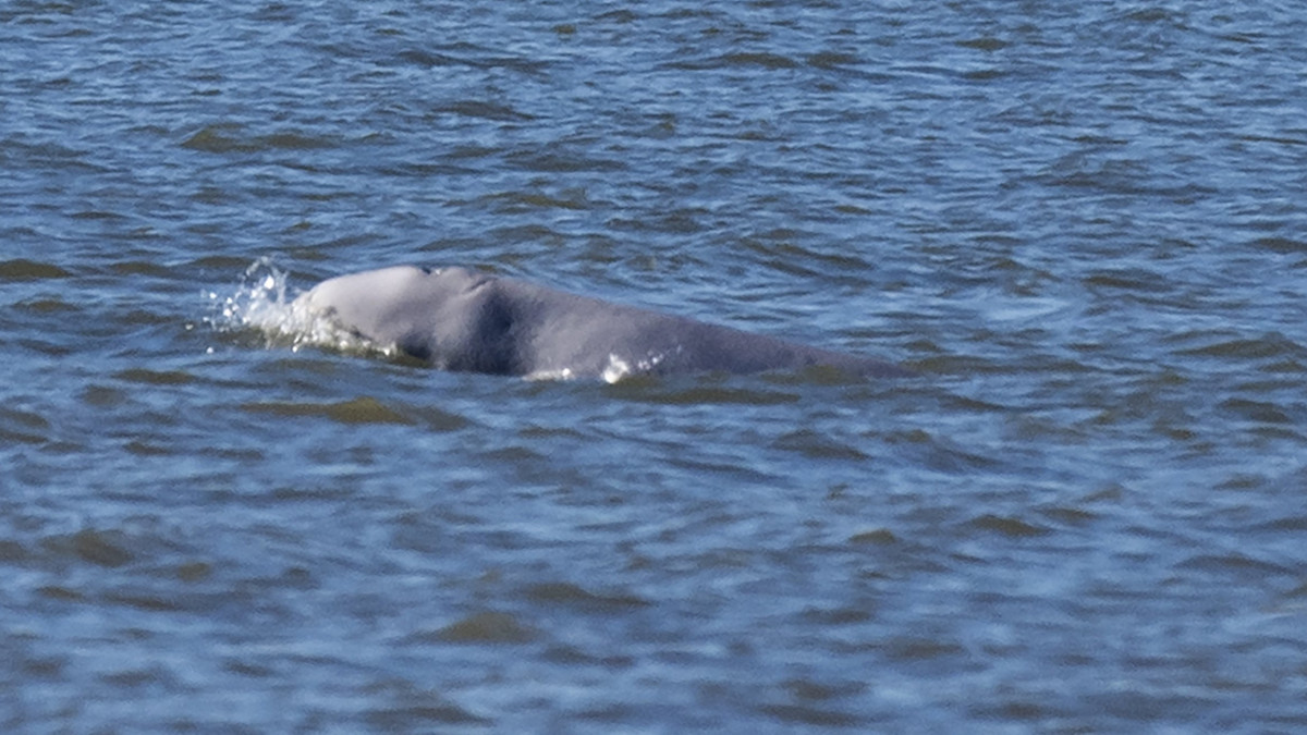 Eltévedt fehér delfin, más néven beluga (Delphinapterus leucas) úszik a Temze folyóban Gravesend közelében, Londontól 35 km-re délkeletre 2018. szeptember 26-án. A beluga az Északi-sark környéki tengerekben honos.
