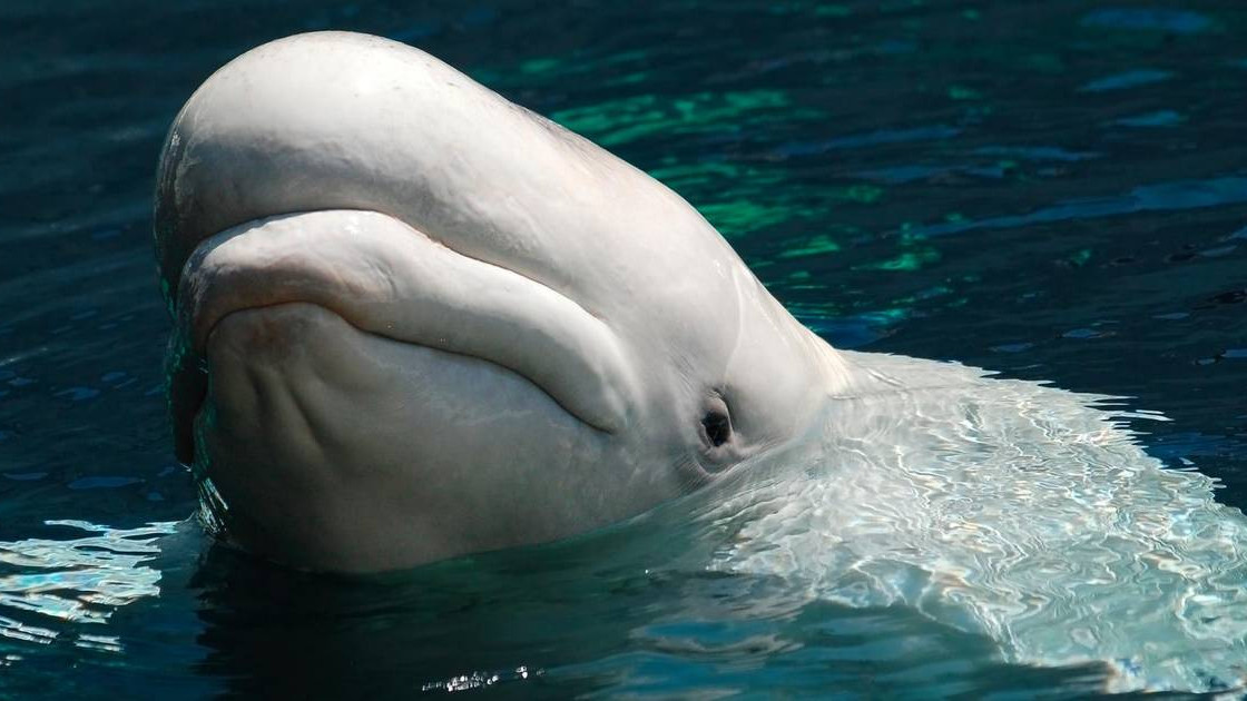 Nem fogad el élelmet a Szajnába tévedt fehér delfin