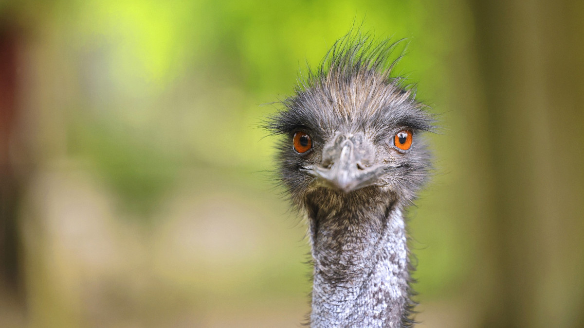 Egy kószáló emu állította meg a forgalmat Nagykőrösön - videó