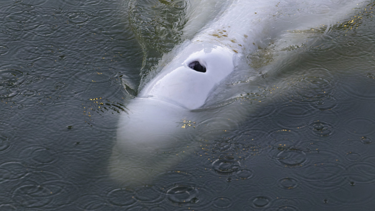 Eltévedt beluga, más néven fehér delfin úszik a Saint-Pierre-la-Garenne településnél lévő zsilip vizében Párizstól nyugatra 2022. augusztus 9-én. A  hideg sarkvidéki vizekhez szokott, vélhetően beteg, négyméteres tengeri emlőst augusztus 2-án vették észre a Szajna folyóban, majd a zsilipbe zárták, ahonnan a tervek szerint egy sós tengervízzel teli medencébe szállítják, míg helyre nem áll az egészsége.
