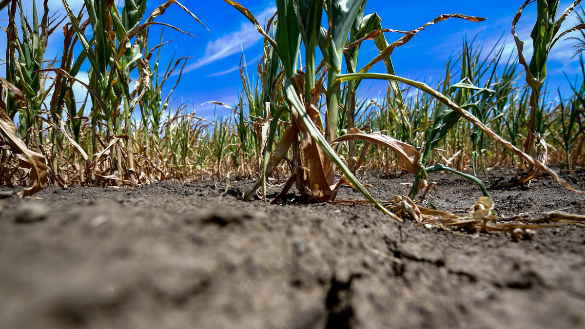 Sárguló, a szárazság miatt alig fejlődő kukorica a Hajdú-Bihar megyei Hajdúszovát térségében 2022. július 18-án. Az Országos Meteorológiai Szolgálat közleménye szerint a tavalyi év is száraz volt hazánkban, majd idén ez tovább folytatódott és most is tart a csapadékszegény időjárás. A legsúlyosabb aszály az Alföld középső és tiszántúli részén van.