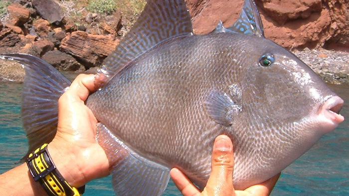 Méretes halak harapdálják a turistákat egy tengerparton