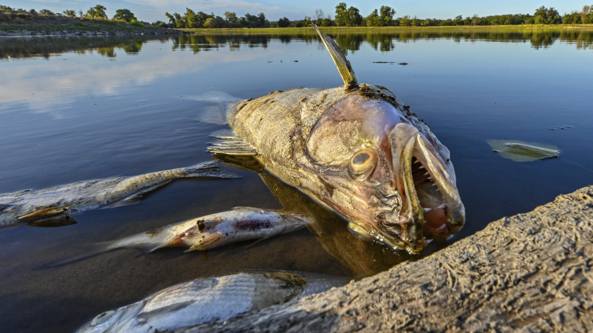 Elpusztult halak lebegnek a német-lengyel Odera határfolyó sekély vizében a németországi Genschmar közelében 2022. augusztus 12-én. A tömeges halpusztulás okát még nem állapították meg.
