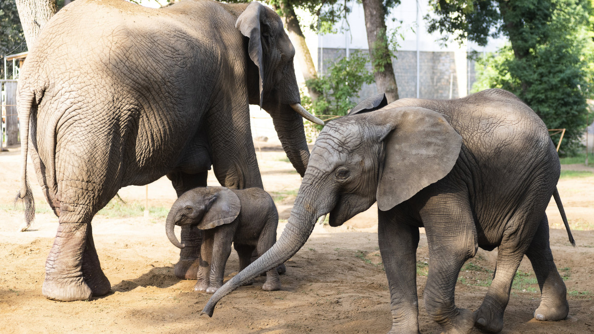 Pár órája született afrikaielefánt-borjú (Loxodonta africana) anyjával, Kwanzával (b) a Nyíregyházi Állatpark kifutójában 2022. augusztus 29-én. Afrikai elefánt Magyarországon eddig csak Nyíregyházán született, a most világra jött elefántbika már a negyedik utód.