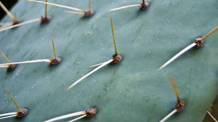 Inváziós kaktuszok jelentek meg az Alföldön – videó
