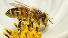 Újfajta navigációs rendszert fejlesztenek ki a méhek segítségével