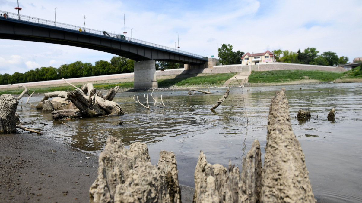 A török kori fahíd cölöpmaradványai Szolnoknál, ahol a csapadékhiány miatt a Tisza alacsony vízállása -280 centiméterrel új negatív rekordot ért el 2022. július 7-én.