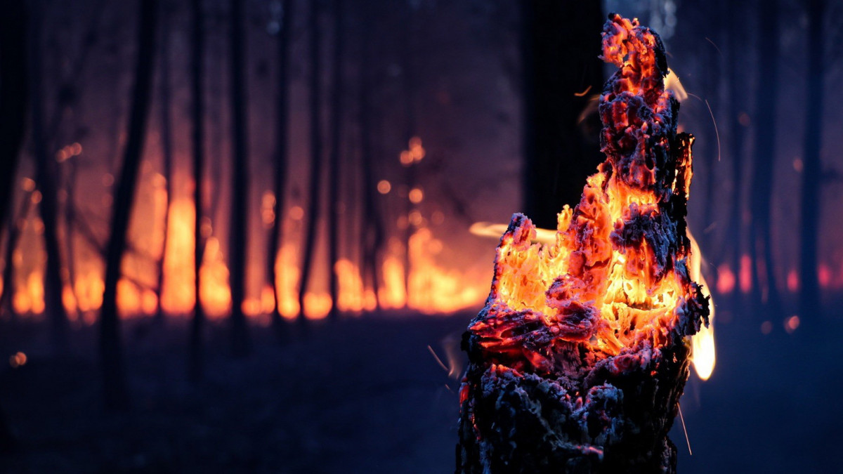 A Gironde megyei tűzoltóság (SDIS 33) által közreadott képen fatörzs parázslik a délnyugat-franciaországi Landira település közelében 2022. július 19-én. A térségben egy hete pusztító két erdőtűz miatt eddig több mint 14 ezer embert kellett biztonságba vinni. A széllökések által szított lángok több mint húszezer hektár földet perzseltek fel.