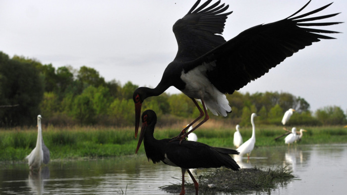 Kihalhat a fekete gólya Magyarországon