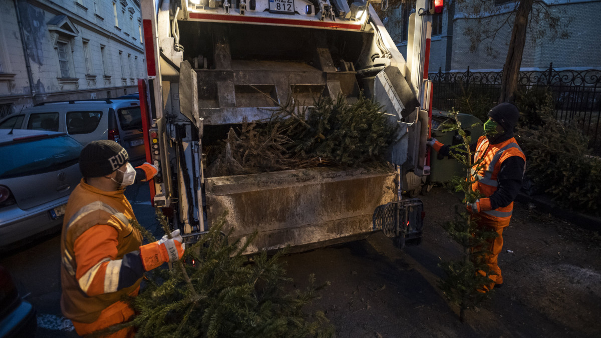 Kidobott karácsonyfát raknak a kukásautóba a Fővárosi Közterület-fenntartó Zrt. munkatársai a VII. kerületi Rózsák terén 2021. január 11-én.