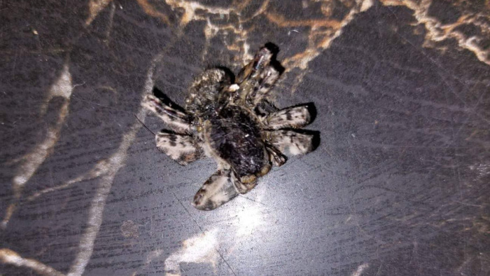Sokakat megrémisztő pókok szaporodtak el egy magyar településen - fotó