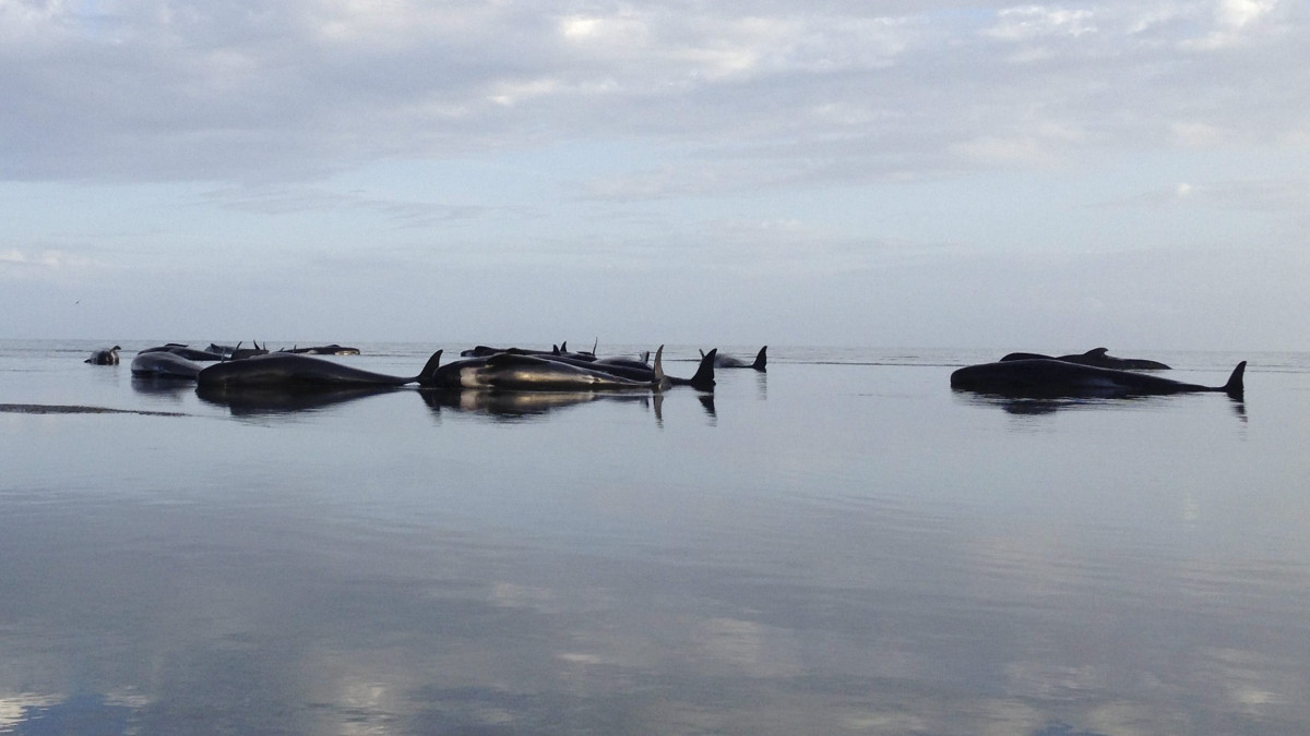 Farewell Spit, 2015. február 14.Az új-zélandi örökségvédelmi minisztérium (DOC) által közreadott kép partra vetődött gömbölyűfejű delfinekről Farewell Spitben 2015. február 14-én, egy nappal az után, hogy több mint 200 delfin vetődött partra az új-zélandi Arany-öböl sekély vízében. A hatóságok szerint közel 100 delfin elpusztult, a többit nagy eséllyel sikerül visszaterelni a tengerbe. (MTI/EPA/DOC/Matt Nalder)