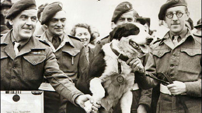 Rob, a hős kutya, aki a második világháborúban szolgált a brit hadseregben.