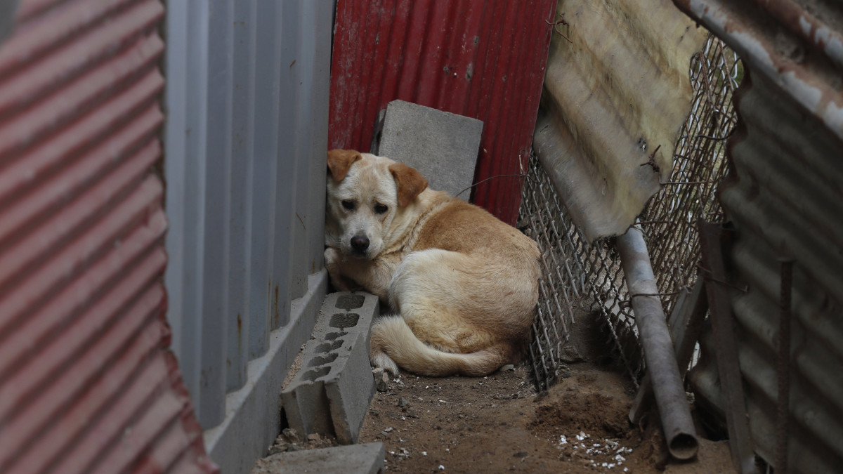 Állattartási válság: több száz százalékon a menhelyek telítettsége