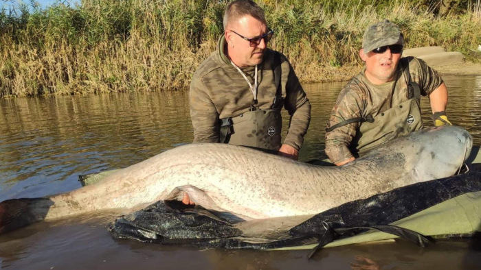 Elképesztő méretű halat fogott egy magyar horgász