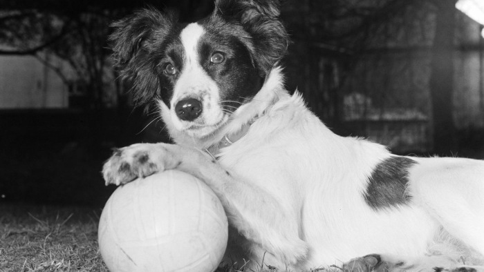 Vb-balhék: egy kutya találta meg az ellopott Rimet-kupát