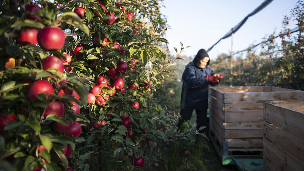 Mezőgazdasági munkás Idared almát szed egy nagykállói gyümölcskertészetben 2021. október 15-én.