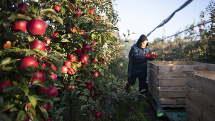 Kétségbeejtő almatermés: az átlag töredékét szüreteljük idén