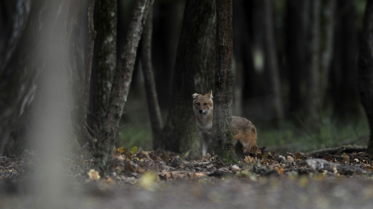 Egy aranysakál (Canis aureus) élelmet keres a SEFAG Zrt. Lábodi Vadászerdészetének területén 2013. október 11-én.