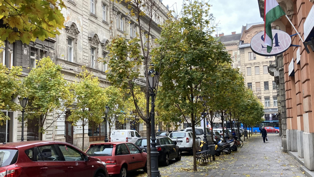 A tarvágás után újra fák zöldellnek és virulnak a Semmelweis utcában
