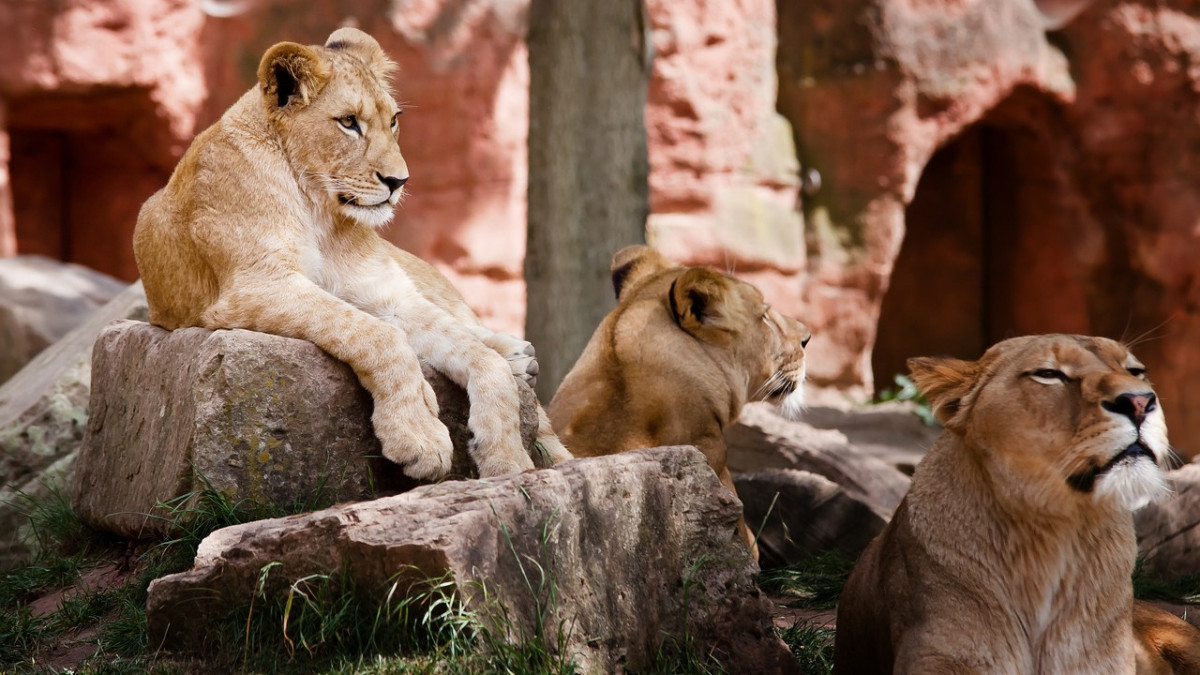 Öt oroszlán szökött meg egy sydney-i állatkertből – videó