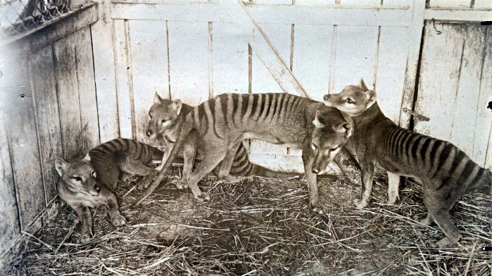 Egy szekrényből kerültek elő az utolsó tasmán tigris maradványai
