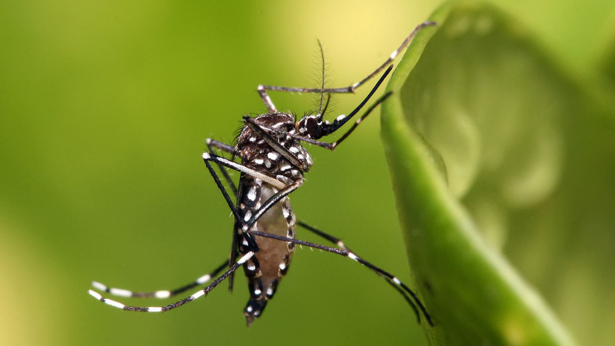 Rovarirtóknak ellenálló szúnyogok kezdtek terjedni