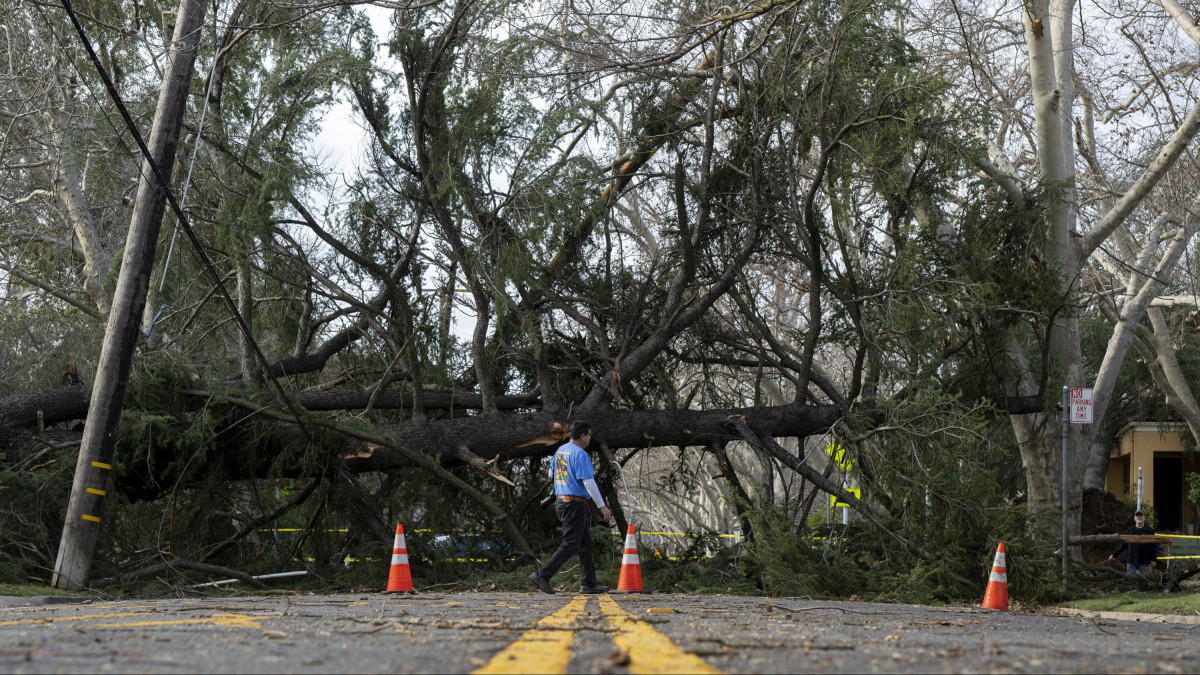 Útra dőlt fát kerül meg egy helybeli férfi a kaliforniai Sacramentóban 2023. január 8-án, miután vihar vonult át a térségen.
