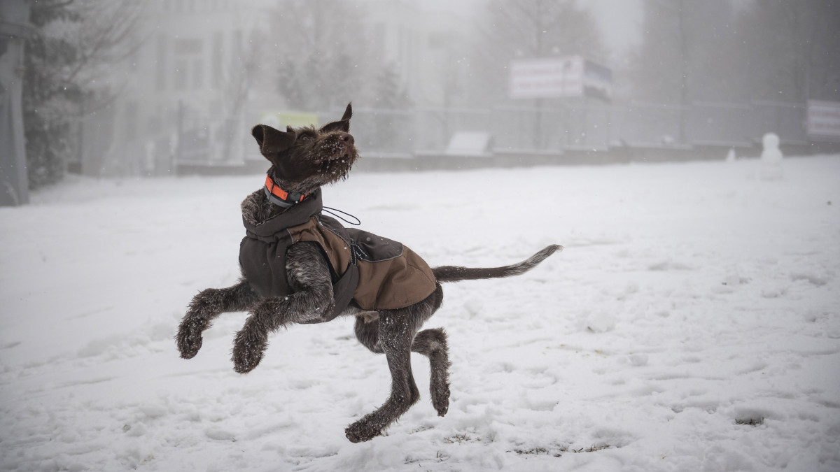 Egy kutya ugrál a hóban Kékestetőn 2023. január 16-án.