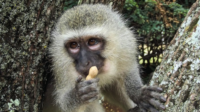 Teljesen kiirtana egy majomfajt egy karibi állam