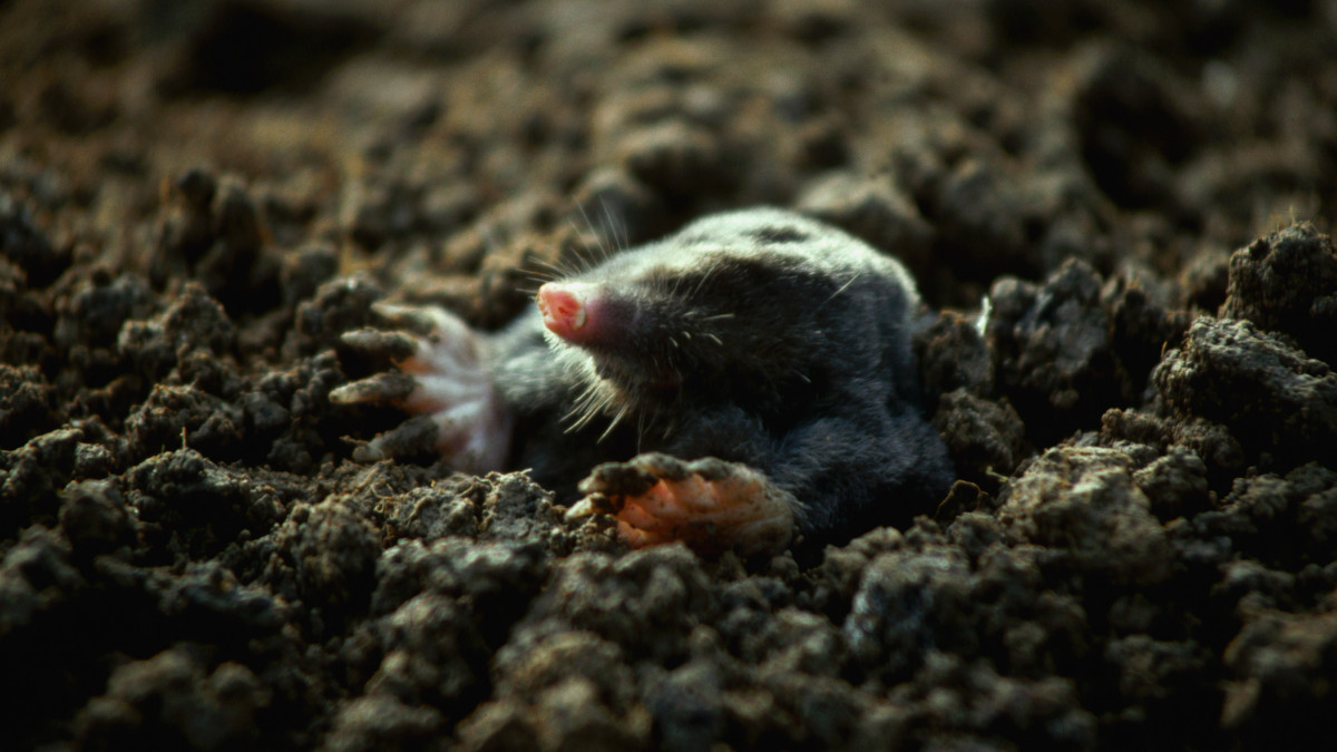 A mole pushes its upper body up through the earth into the sunlight.