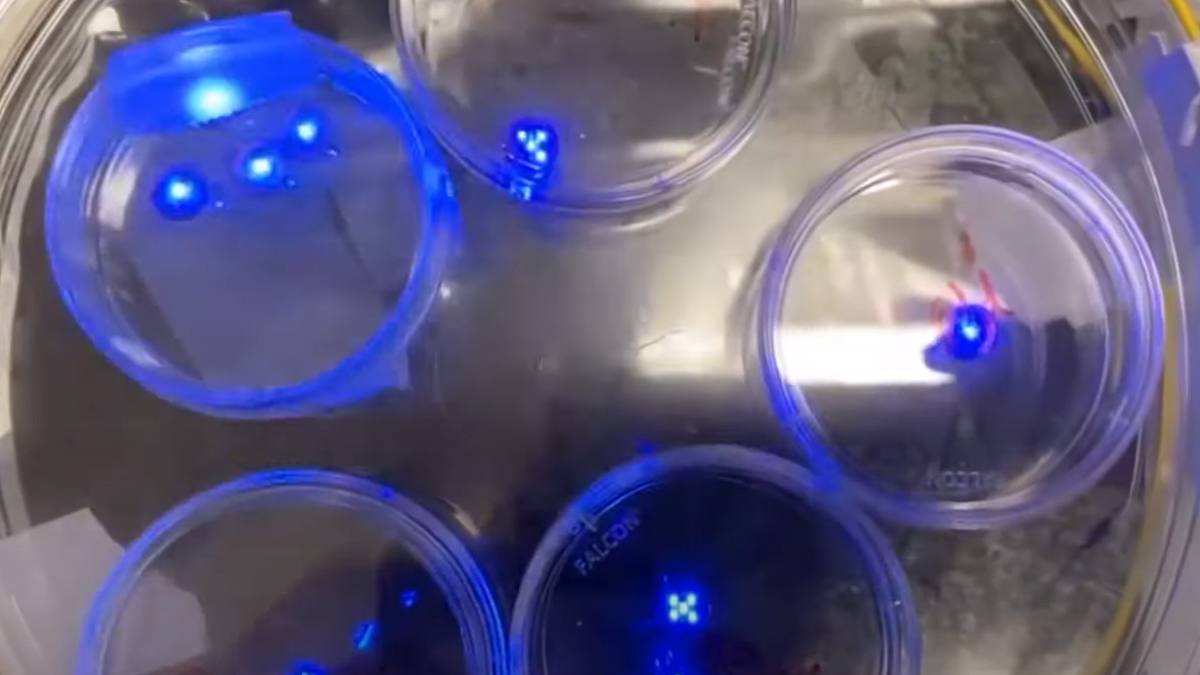Élő szövet a vázon: itt az első hibrid bioelektronikus robot – videó