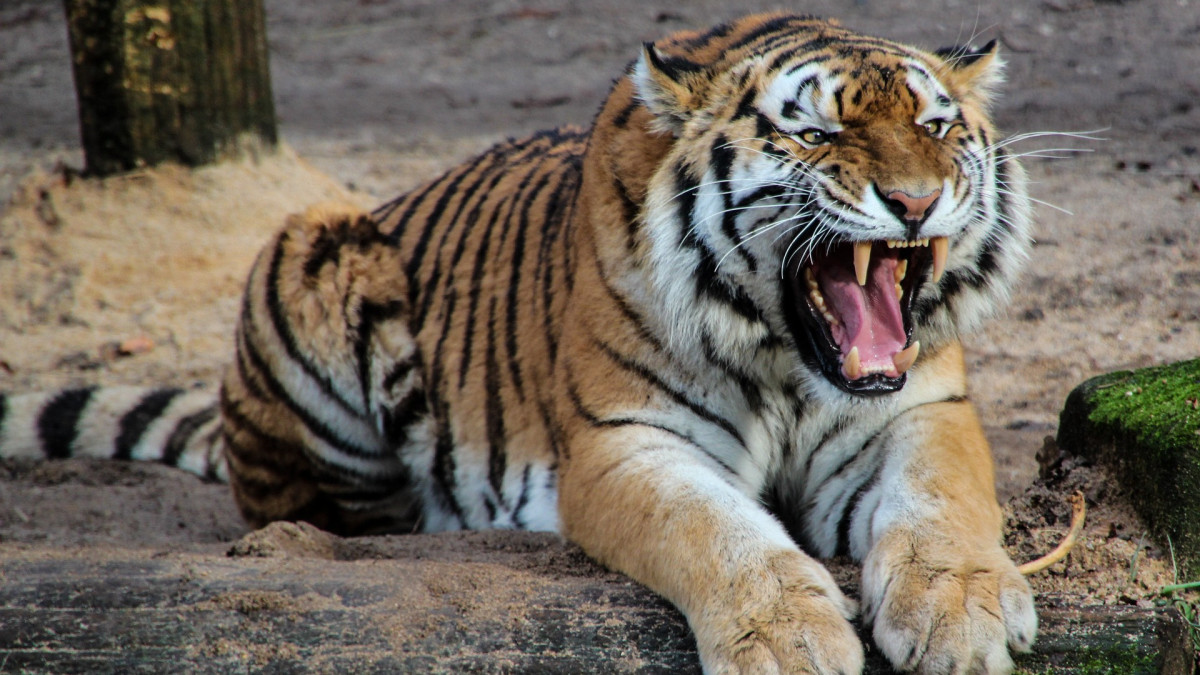 Szökött tigris tűnt fel a biztonsági kamerán – videó