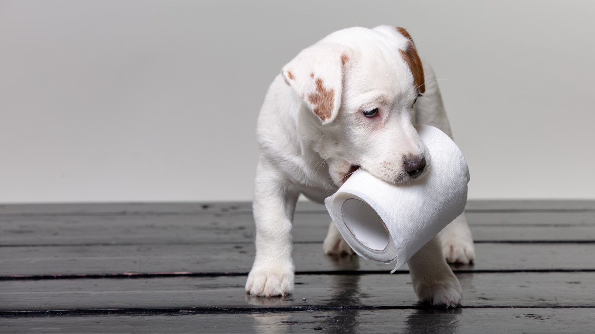 cute jack russel puppy playing with toilet paper.