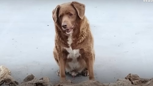 Harmincéves a világ legöregebb kutyája, egy masztiff – videó