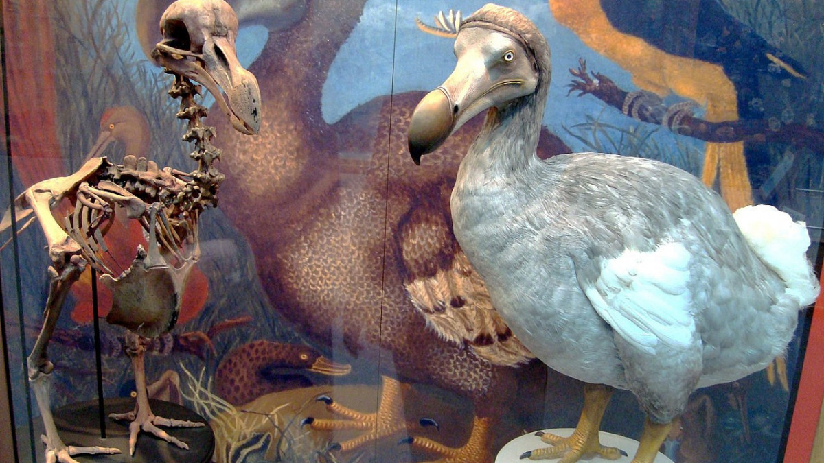 Feltámasztanának egy furcsa külsejű, a 17. században kihalt madarat