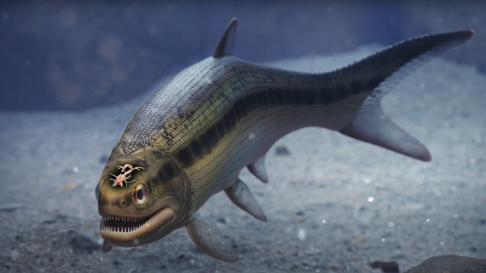 Elámultak a kutatók egy 300 millió éves hal vizsgálatakor – videó