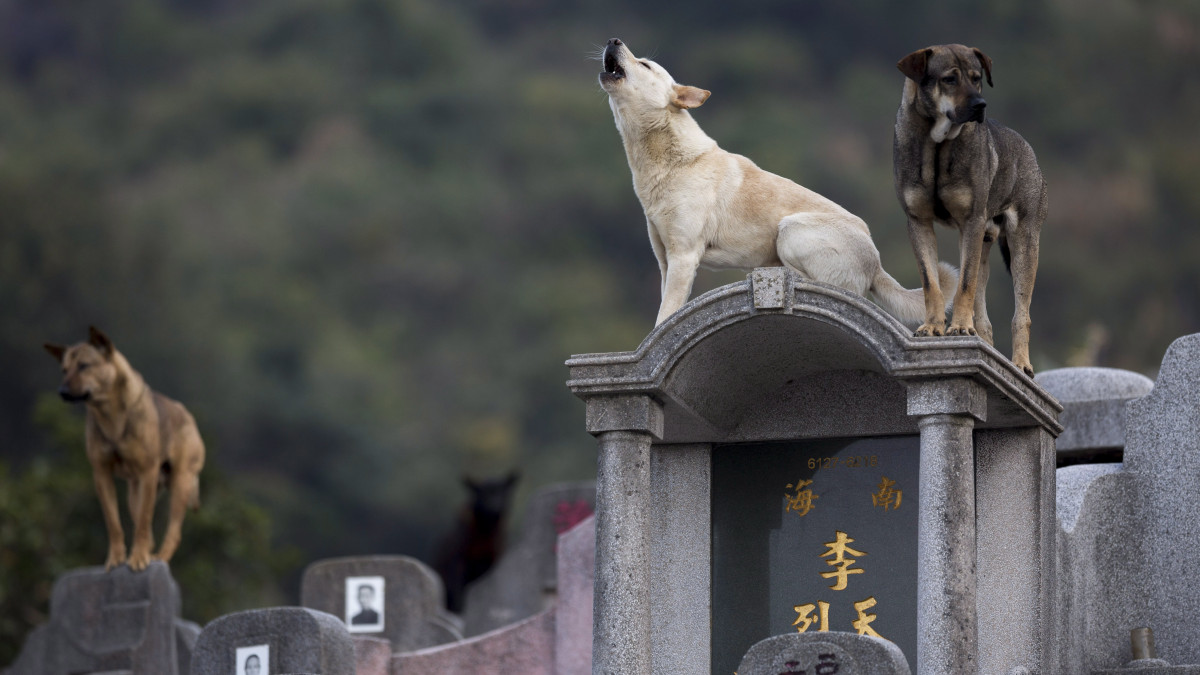 Hongkong, 2017. április 4.Kóbor kutyák sírköveken a hongkongi Gyémánt domb-temetőben 2017. április 4-én, a kínai Csingming ünnepen, a halottak napján. (MTI/EPA/Jerome Favre)