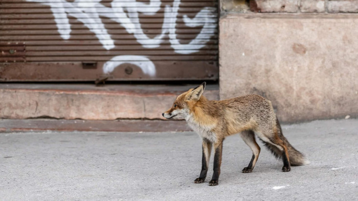 Teljes a nagyvárosi őrület: Londonban rókát simogatnak, Washingtonban őzre vadásznak