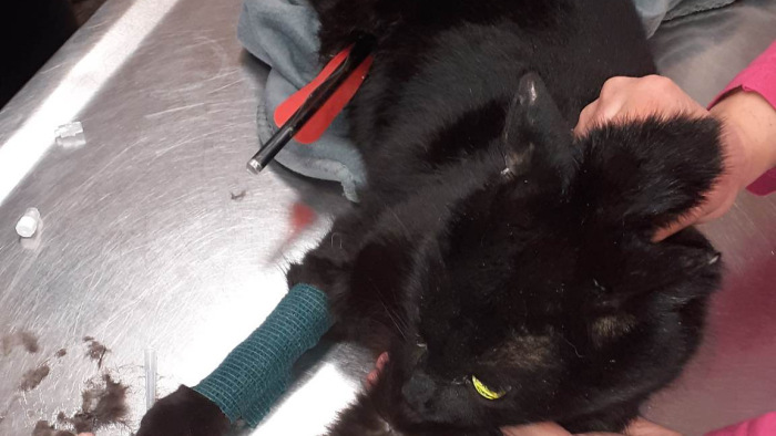 Lenyilaztak egy macskát Várpalotán, feljelentést tettek állatkínzás miatt