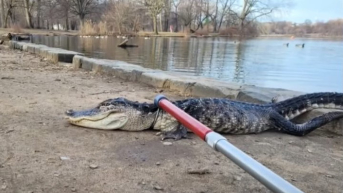 Aligátor ijesztgetett egy New York-i parkban