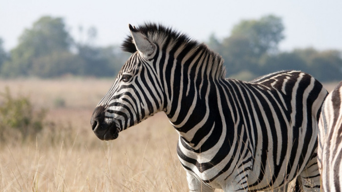 Új magyarázat a zebracsíkok hasznosságára, avagy reszkessetek bögölyök