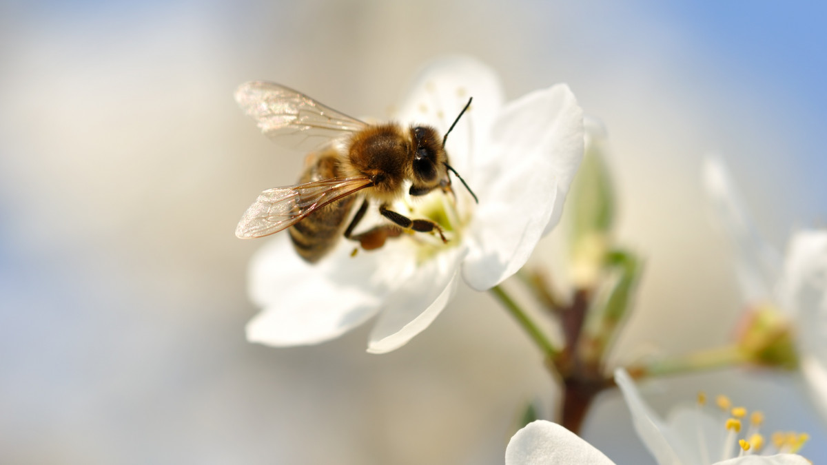 Bee on a spring blossom. Focus on the wing.