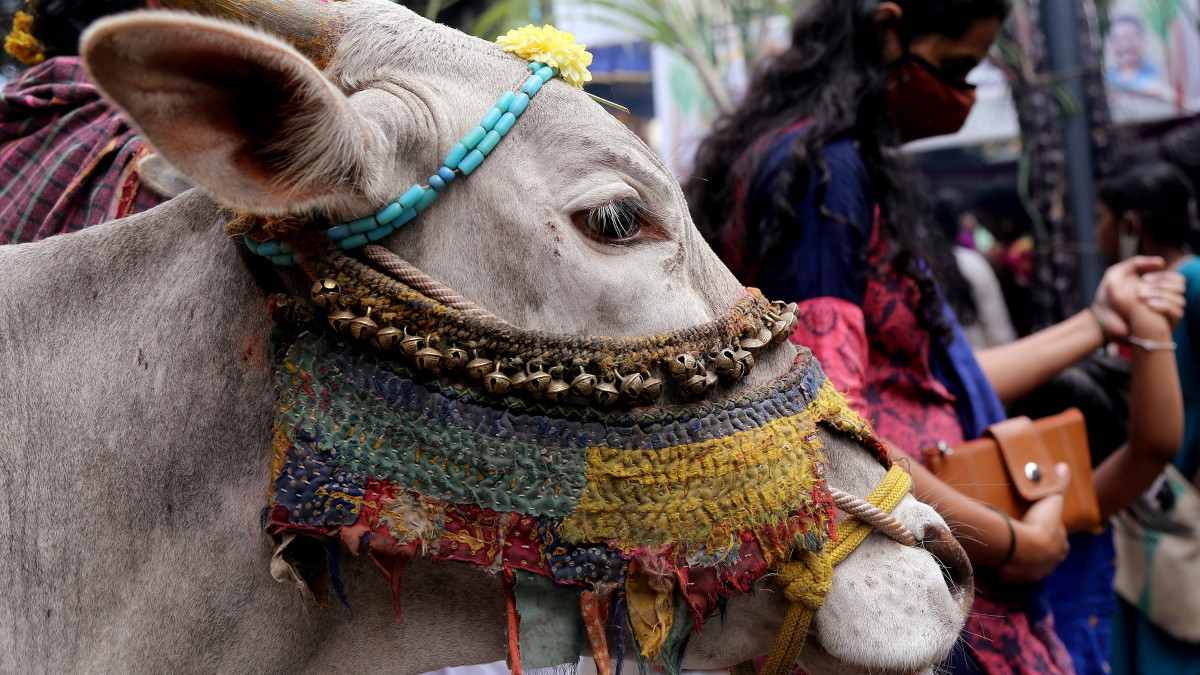 Tarka színekkel díszített szarvasmarhát visznek a napistennek szentelt aratási ünnep, a pongal alkalmából rendezett fesztiválra az indiai Bangalorban 2021. január 14-én. Az ünnep neve a megfőzni jelentésű tamil szóból származik: ilyenkor tejben rizst főznek, amelyet először az isteneknek, azután a teheneknek, végül pedig a családtagoknak ajánlanak fel. Pongal idején a tehenek megkülönböztetett tiszteletben állnak: szarvukat befestik, nyakukba virág- és gyümölcsfüzéreket aggatnak, körmenetben viszik őket, és megengedik, hogy szabadon legeljenek.